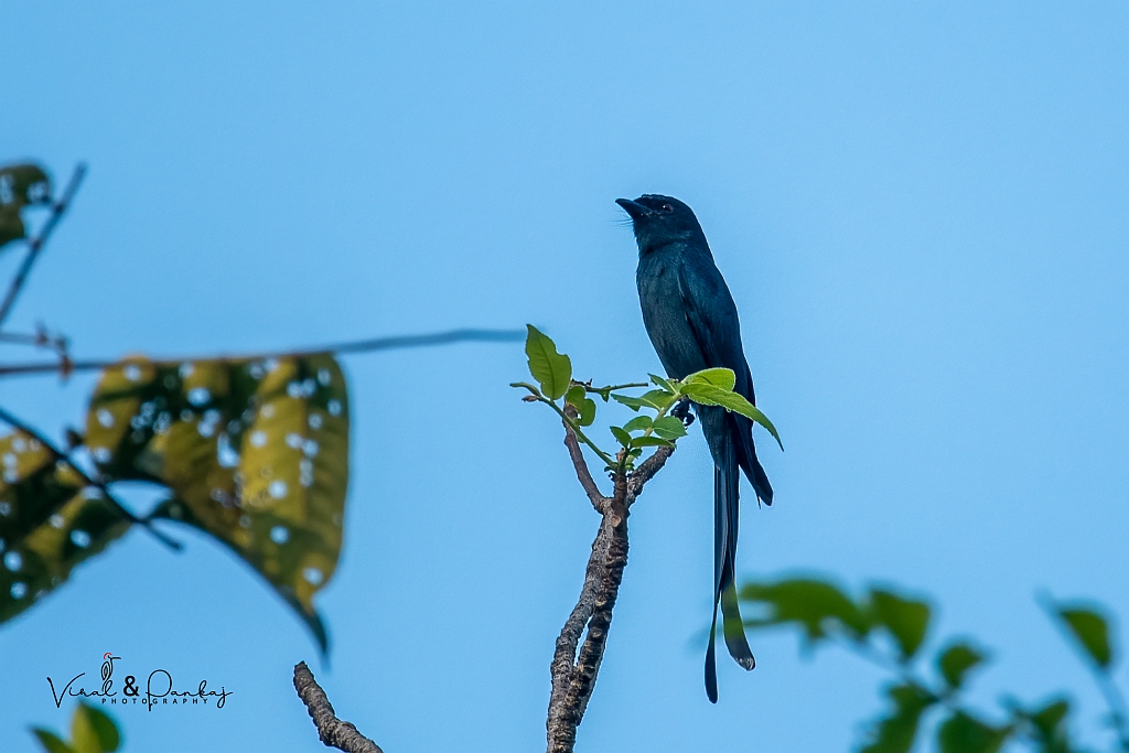 Ashy Drongo
